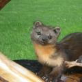 Pine Marten Pine Marten